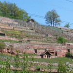 Ein Stückchen Mainradweg - von Gemünden nach Karlstadt - Kurzmeldung  Mainradweg-Karlstadt-Gemuenden-007-150x150