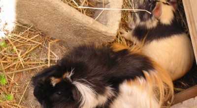 (Meer-)Schweinereien zum Wochenende - Tiere  101-0105_IMG-400x220