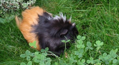 (Meer-)Schweinereien zum Wochenende - Tiere  102-0293_IMG-400x220