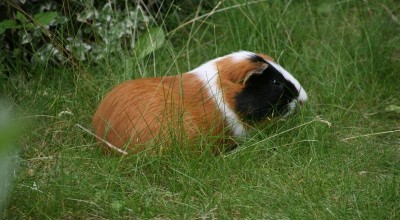(Meer-)Schweinereien zum Wochenende - Tiere  IMG_2916-400x220