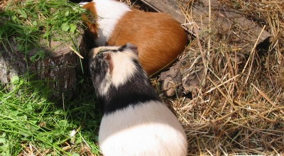 (Meer-)Schweinereien zum Wochenende - Tiere  IMG_5031-400x220