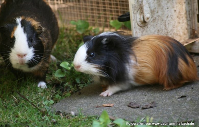 (Meer-)Schweinereien zum Wochenende - Tiere  IMG_7330-780x500